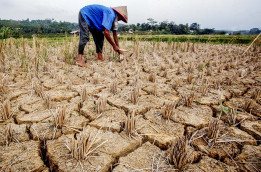 Zulhas: Jangan Panik, El Nino, Harga Pangan Naik