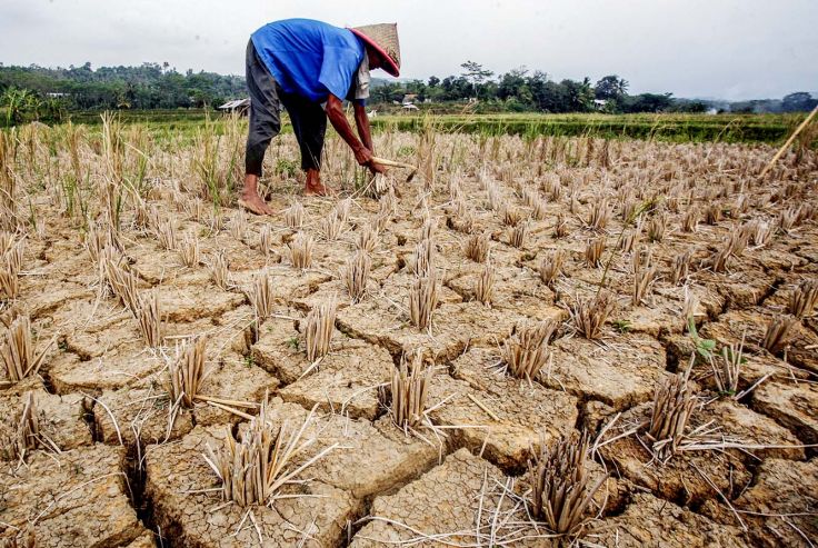 Zulhas: Jangan Panik, El Nino, Harga Pangan Naik