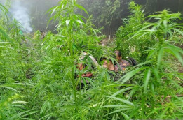 BNN Temukan Ratusan Titik Rawan Ladang Ganja Aceh