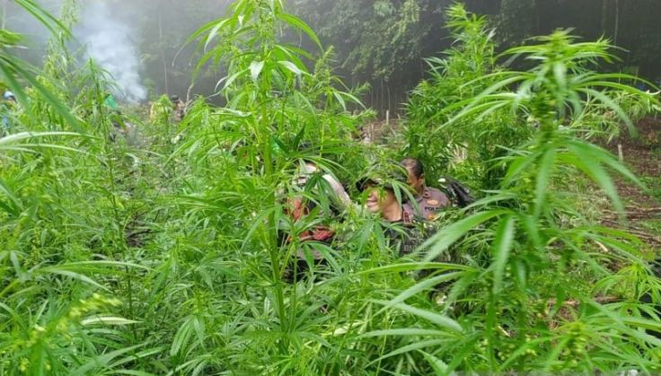 BNN Temukan Ratusan Titik Rawan Ladang Ganja Aceh