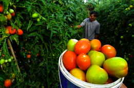 Diet Vegetarian Bisa Menurunkan Resiko Terkena Penyakit Kardiovaskular