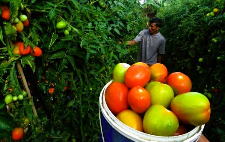 Diet Vegetarian Bisa Menurunkan Resiko Terkena Penyakit Kardiovaskular