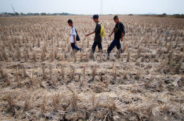 DKP3: Sawah Di Kota Serang Puso Akibat Kekeringan