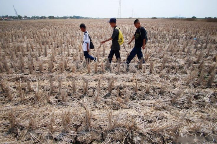 DKP3: Sawah Di Kota Serang Puso Akibat Kekeringan