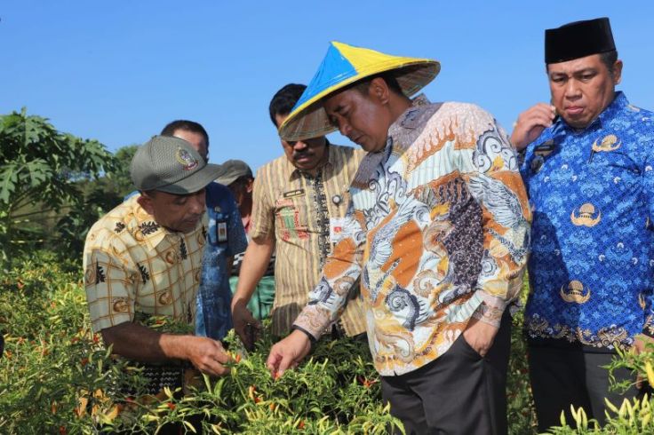 Gubernur Sulsel Panen Cabai Di Kabupaten Maros