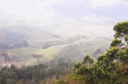 Savana Bromo Kembali Hijau Pasca Kebakaran 