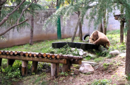 Melihat Panda Cokelat Raksasa dan Satwa Lain di Qinling