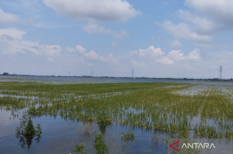 Sawah Diterjang Banjir, Petani Demak Terima Klaim Asuransi