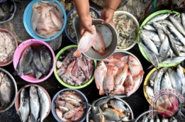 Kabar Gembira yang Doyan Konsumsi Ikan Sarden dan Teri