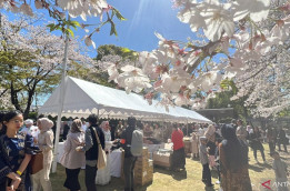 Bunga Sakura Bermekaran Sambut Idulfitri di Jepang