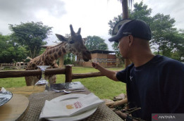 Sensasi Makan Siang Sambil Beri Makan Jerapah