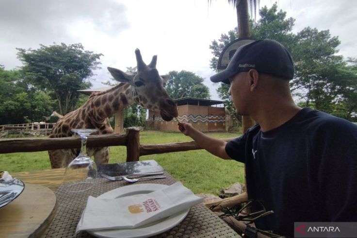 Sensasi Makan Siang Sambil Beri Makan Jerapah