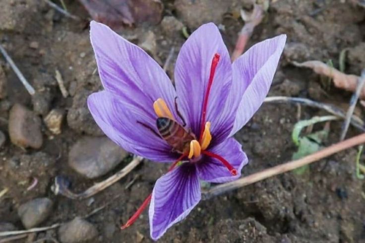 Kenali Manfaat Saffron untuk Kesehatan Kulit di Musim Kemarau