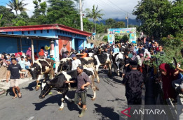 Warga Lereng Gunung Merapi Arak Sapi Berkalung Ketupat