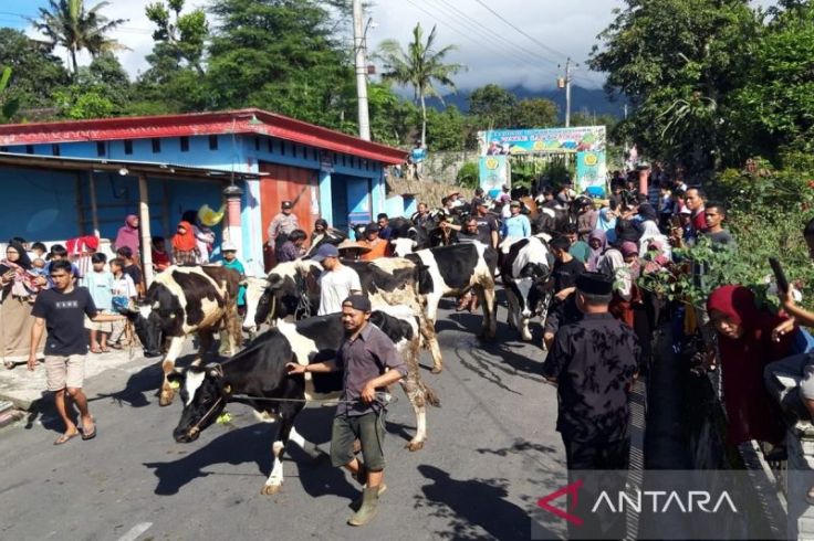 Warga Lereng Gunung Merapi Arak Sapi Berkalung Ketupat