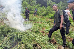 Polisi Tanpa Masker Bakar Ladang Ganja di Mandailing Natal, Asapnya Ngebul