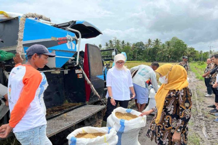 Bulog Serap 30 Ribu Ton Gabah Petani Per Hari