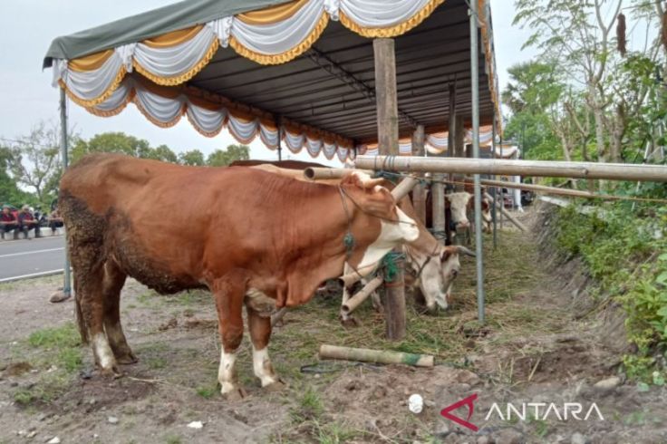 Joko Tawari Presiden Joko Widodo Sapi Kurban 1,1 Ton