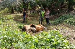 Harimau Masuk Desa, Mangsa Ternak Warga Aceh Timur