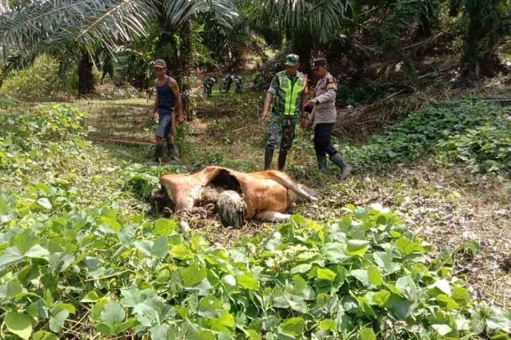 Harimau Masuk Desa, Mangsa Ternak Warga Aceh Timur