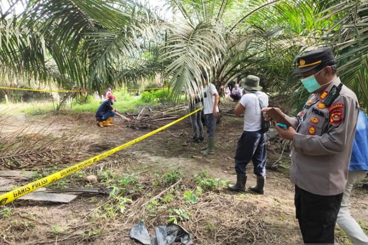 Panen Sawit, Warga Temukan Kerangka Manusia Berserakan