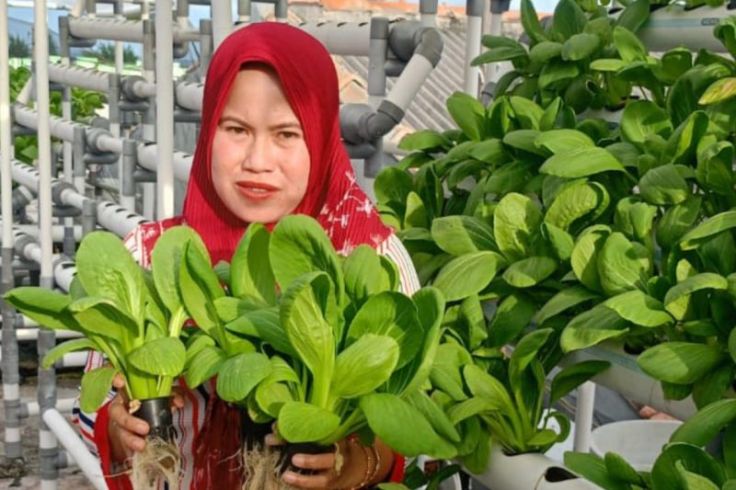 Emak-Emak di Pulau Pramuka Panen Sayur Pakcoy