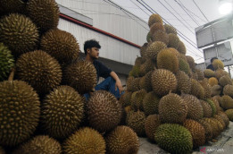 Tukang Durian di NKRI Gak Sempat Ekspor, 90 Persen untuk Konsumsi Domestik