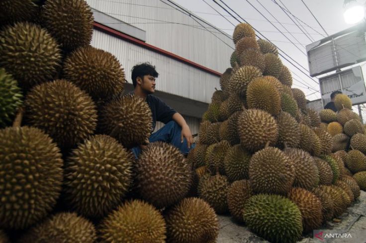 Tukang Durian di NKRI Gak Sempat Ekspor, 90 Persen untuk Konsumsi Domestik