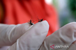 Kenali Nyamuk Aedes Aegypti dan Aedes Albopictus yang Sama-Sama Biang Kerok DBD