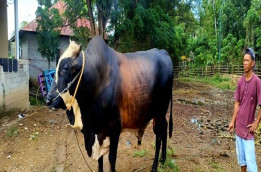 Begini Penampakan Sapi Kurban 1 Ton Presiden Jokowi di Gorontalo