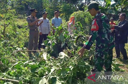 Aparat Gabungan di Cianjur Bersatu Musnahkan Pohon Kecubung