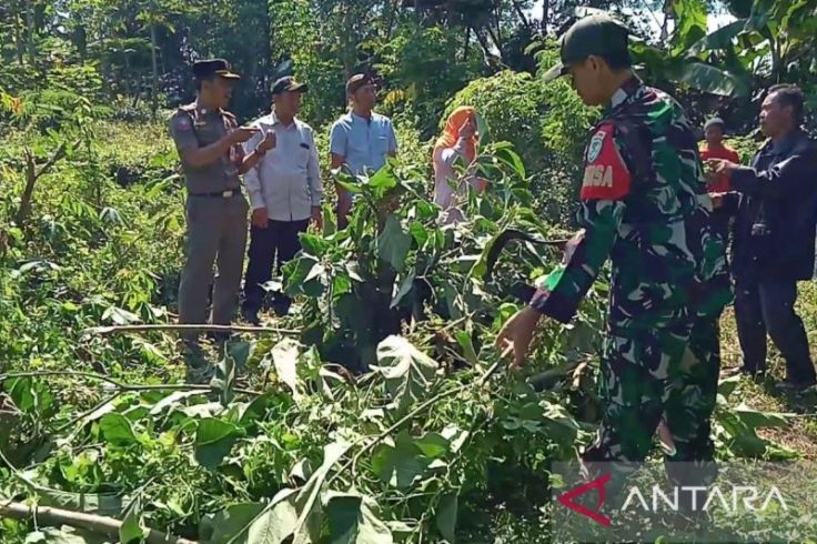 Aparat Gabungan di Cianjur Bersatu Musnahkan Pohon Kecubung