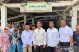 Menengok Peternakan Sapi di Jakarta yang Hasilkan Biogas Gratis untuk Warga