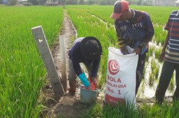 Asa Petani Padi Jakarta Utara Tingkatkan Produksi di Tengah Ingar Bingar Ibu Kota