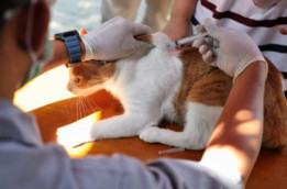 Puluhan Ribu Kucing, Anjing, dan Monyet di Jakarta Jadi Target Suntik Vaksin Rabies