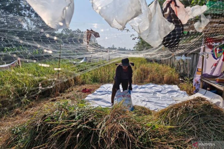 "Menyulap" Banjir Kanal Timur Jadi Lumbung Pangan 