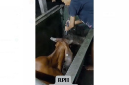 Video Heboh! Sapi Digetok Kepalanya sampai Pingsan di RPH Surabaya