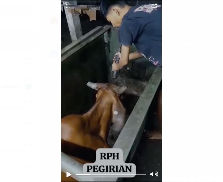 Video Heboh! Sapi Digetok Kepalanya sampai Pingsan di RPH Surabaya