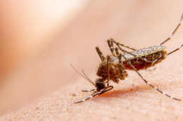 Kasus Chikungunya Naik Signifikan, Kemenkes: Waspada!