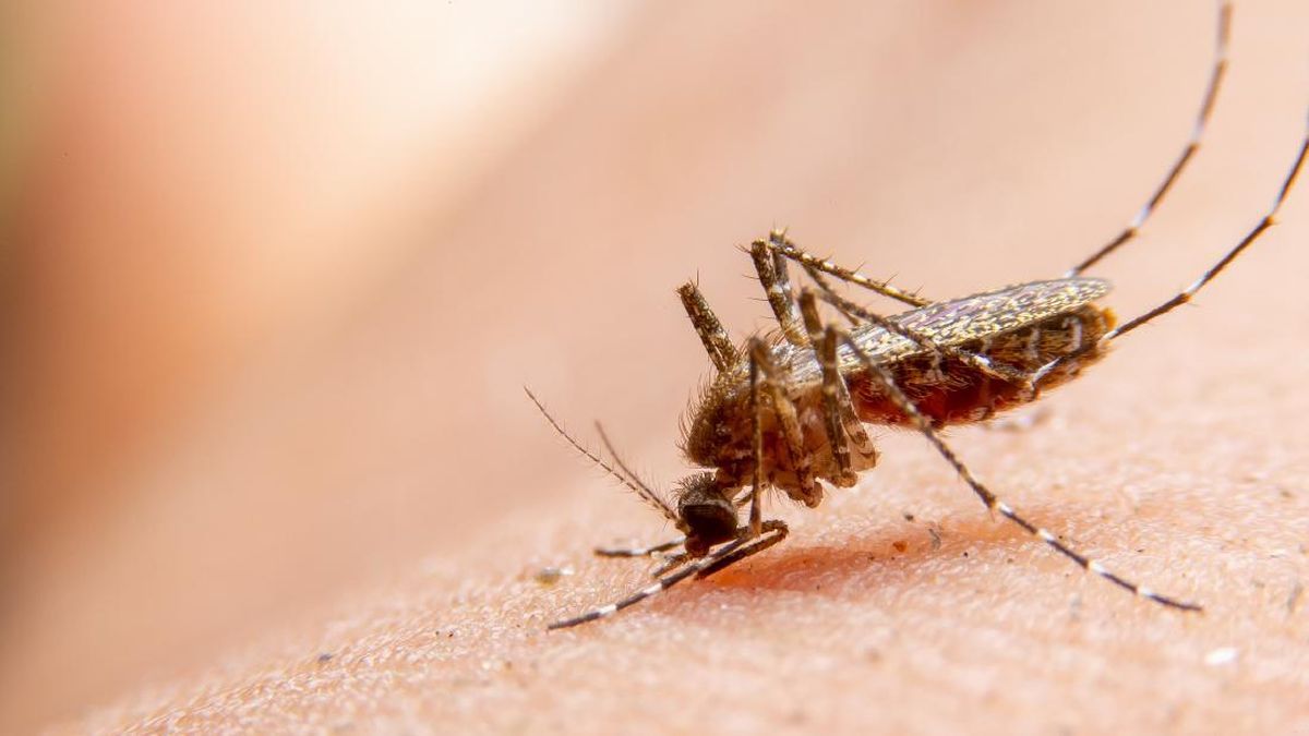 Kasus Chikungunya Naik Signifikan, Kemenkes: Waspada!
